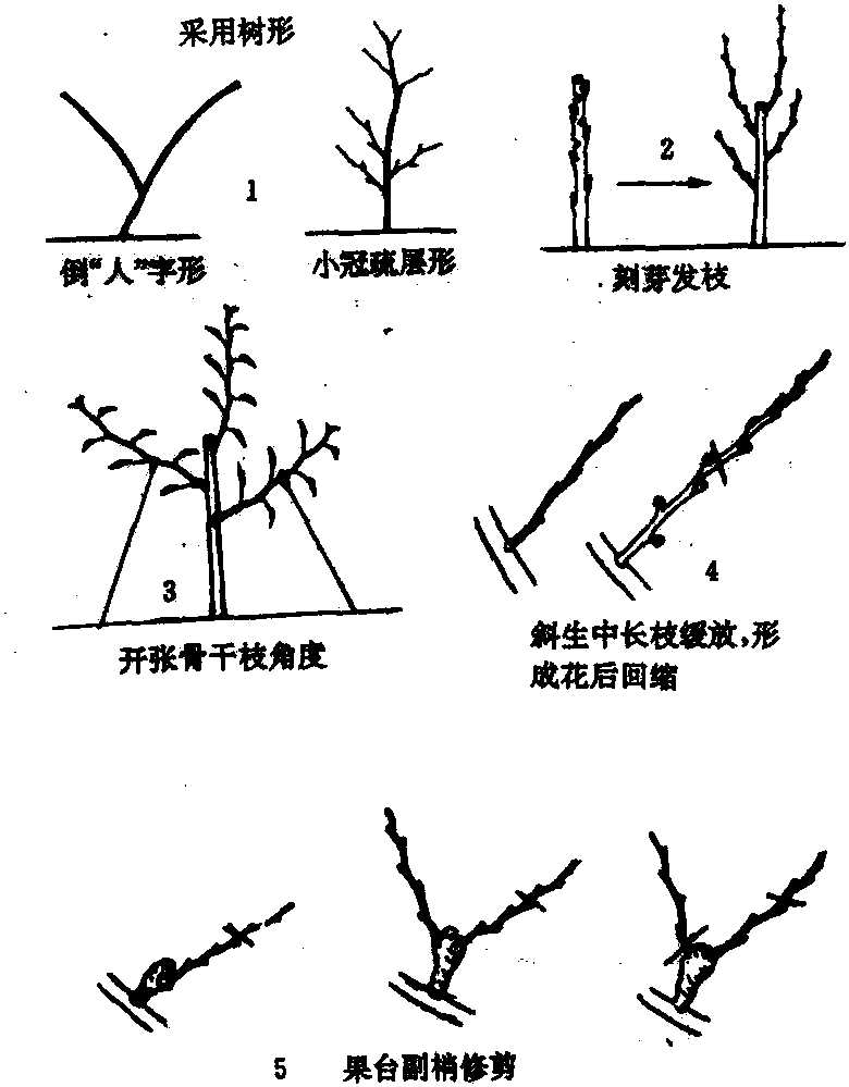 碭山酥梨